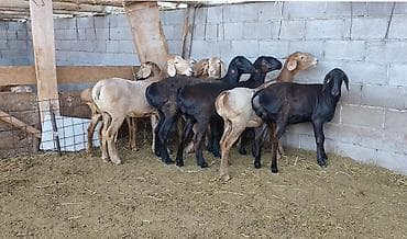 в связи с переездом отдам попугая жако в добрые руки: Продаю | Ягненок | Арашан | Для разведения | Ярка — 2