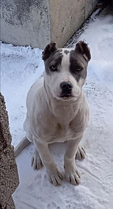 щенок немецкой овчарки купить: Питбуль, 1 год, Самка — 2