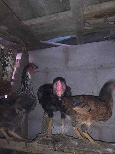 сколько стоит французский бульдог: Продаю | Петух | Бойцовая | Для разведения — 4