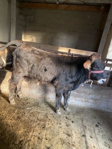 собаку в добрые руки: Продаю | Бык (самец) | Алатауская | На откорм | Привязанные — 4