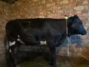 продаю мёд: Продаю | Корова (самка) | Для разведения | Привязанные — 5