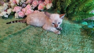 купить породистых котят: Шикарные бенгальские котята 3-4мес. Лучший подарок для любящего — 18