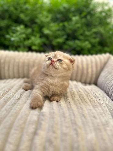 Мышыктар: Скотиш Фолд (Шотландиялык шалпаң кулак), 1 айлык, Ургаачы, Лотокко барууга үйрөтүлгөн — 4