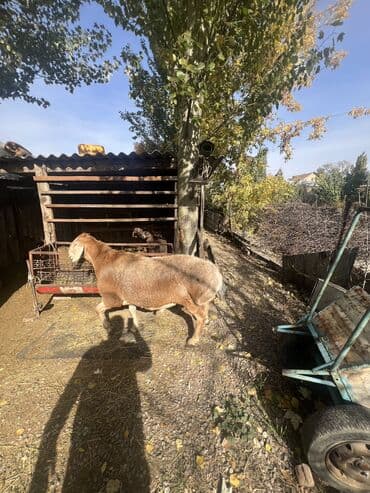 восточно эвропейская овчарка: Продаю | Баран (самец) | Арашан | Для разведения | Племенные — 4