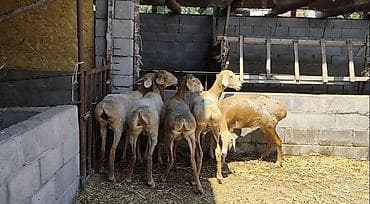 на овец: Продаю | Ягненок | Арашан | Для разведения | Ярка — 2