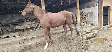 собака маленький: Продаю | Конь (самец), Жеребец | Полукровка, Английская | Для разведения, Конный спорт | Осеменитель — 5