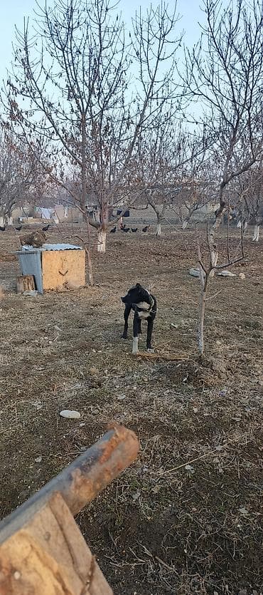 продажа собак бишкек: Питбуль 6 айлык эркек — 5