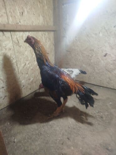 собаки рынок в бишкеке цены: Дакан тулок короз сатылат активный алмашу жолдору бар адрес Бишкек — 7