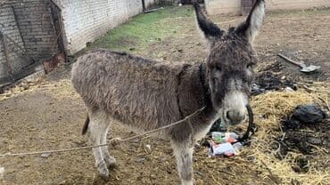 королевский пудель купить: Ослик серого окраса - Порода/тип: домашний осёл, компактного роста - — 3