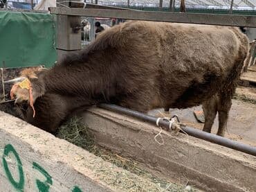 бесплатные объявления животные: Продаю | Корова (самка), Бык (самец), Тёлка | На откорм, На забой, Для разведения — 1
