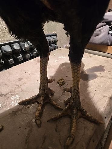 продаю попугая: Продаю | Петух | Бойцовая | Для разведения — 1