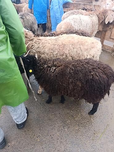 Продаю | Баран (самец) | Для разведения