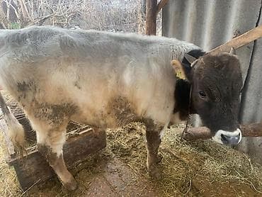 туша барана: Продаю | Бык (самец) | Швицкая | На откорм | Племенные — 6