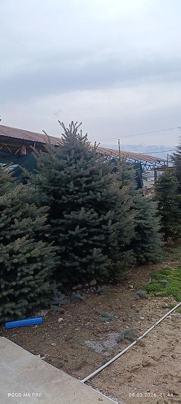 уй емерек: Ель голубая (еловая голубая, Picea pungens) — взрослые декоративные — 9