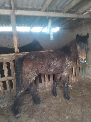 котята в караколе: Продаю | Кобыла (самка) | Рабочий, На забой — 4