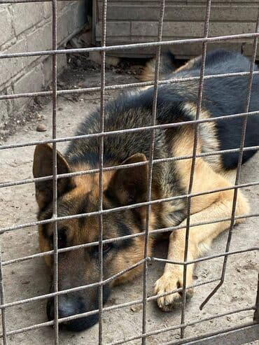 Вязка: Овчарка, Самец, 3 года, С прививкой at lalafo.kg Вязка: Овчарка, Самец, 3 года, С прививкой