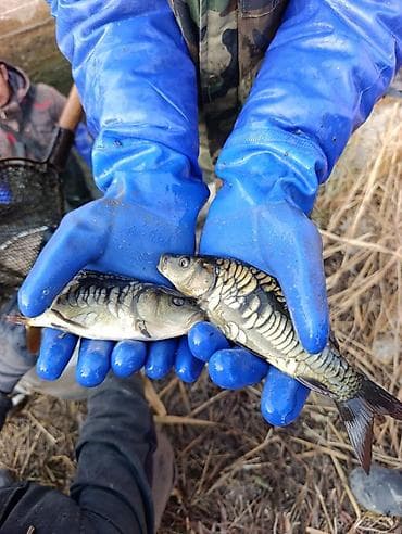Мальки для зарыбления водоёмов В наличии набор популярный видов