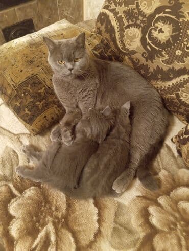 американская жесткошёрстная кошка цена: Продаются котята от британской кошки 2 месяца пушистый комочек — 4