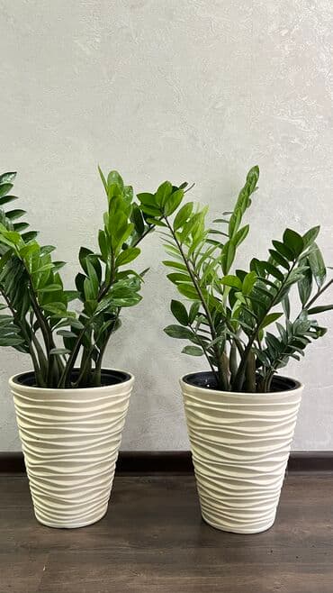 сколько стоит большой аквариум: Замиокулькас!!! Высота 60-65см Пышные,красивые 2 больших горшка — 3