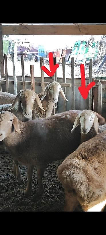 Другие животные: Продаю | Овца (самка) | Арашан | Для разведения | Ярка — 1