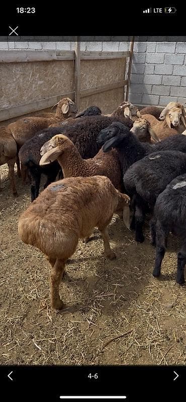 кролики кролики: Продаю | Баран (самец) | Для разведения — 3