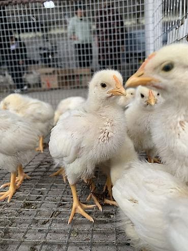 продажа кукурузу: 🐥 Продаются цыплята – 20 дней! ✔ Возраст: 20 дней ✔ Вид: обычные — 3