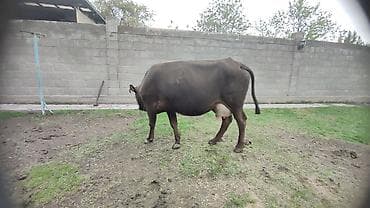 Сатам | Уй (ургаачы) | Сүт алуу үчүн | Байланган — 6