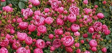 махровый: Саженцы — 2