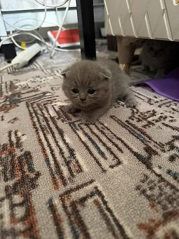 бурма кошка: Шотландские вислоухие котята (Scottish Fold), окрас голубой (blue). - — 4