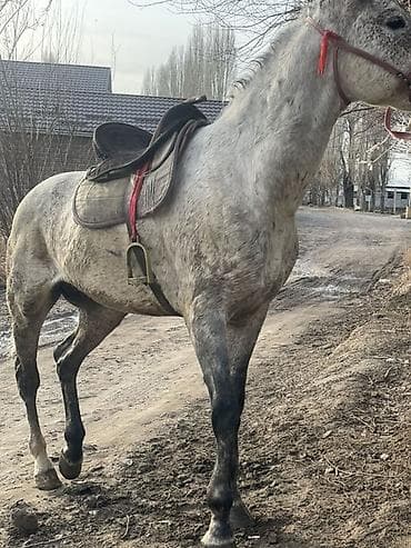 Другие животные: Продаю | Конь (самец), Жеребец | Полукровка | Для разведения, Рабочий, Конный спорт | Племенные, Осеменитель — 4