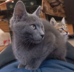 продажа вислоухих шотландских котят: Скотиш Фолд (Шотландская вислоухая), 2 месяца, Девочка, Серый, Метис — 6