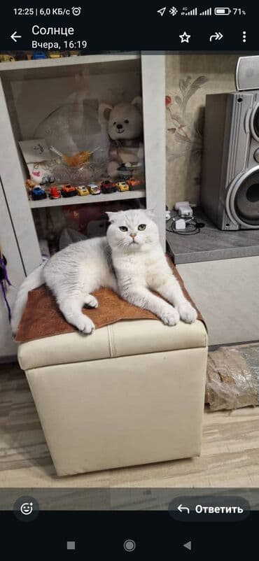 tuxedo порода кошек цена: Скотиш Фолд (Шотландская вислоухая), 2 года, Мальчик, Серебристая шиншилла, Приучена к лотку — 7