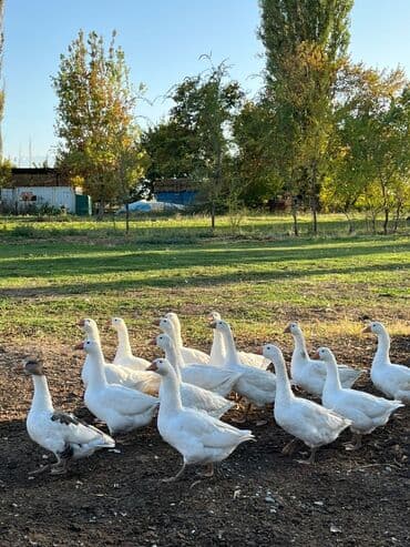 чип для животных: Каз :, Өзү алып кетүү — 2