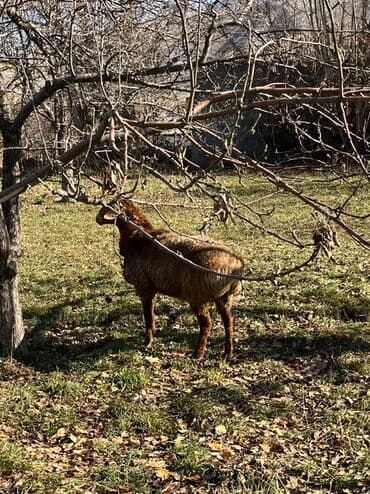 племенные коровы молочные купить: Продаю | Баран (самец) | На забой | Племенные — 2