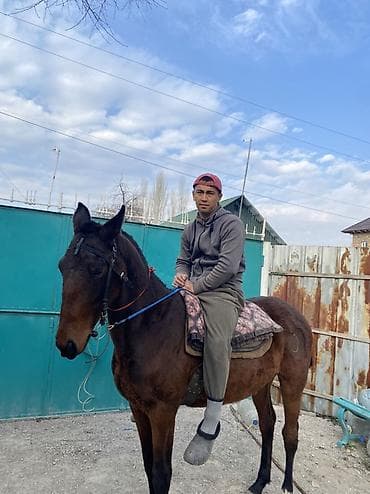 котята простые: Продаю | Жеребец | Полукровка | Рабочий — 4