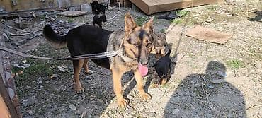 алабай 9 месяцев фото: Отдаю в добрые руки щенков. Мать овчарка. Щенки не чистокровные — 5