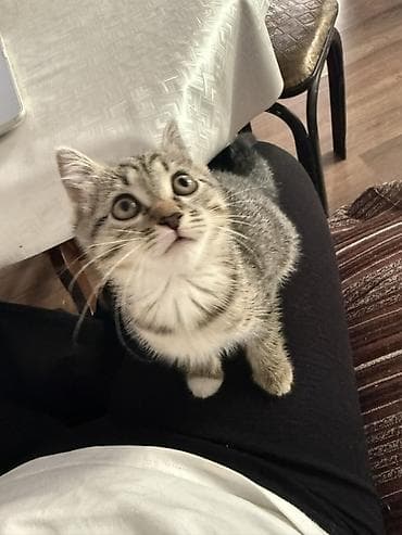 абиссинская кошка: Кошка даром: Беспородная, 1 месяц, Мальчик, Приучена к лотку, Проглистована — 5