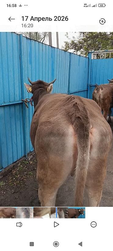 французский бульдог: Продаю | Тёлка | Для разведения | Нетель — 1