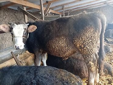 телята телки: Продаю | Тёлка | Полукровка | На откорм | Привязанные — 6