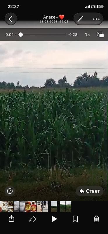 кок орук бишкек: Продаётся кукуруза 🌽 сорт колхозница для силоса обьём 1,5 гектара — 3