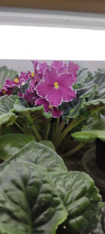 розы вьющиеся: Сортовые фиалкидетки,листовые черенки — 4