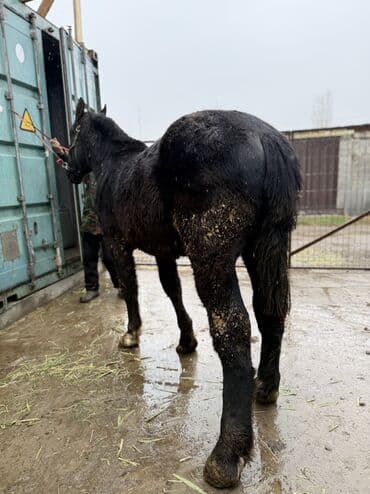 вислоухие кошки бишкек: Продаю | Жеребец | Конный спорт, Для разведения — 7