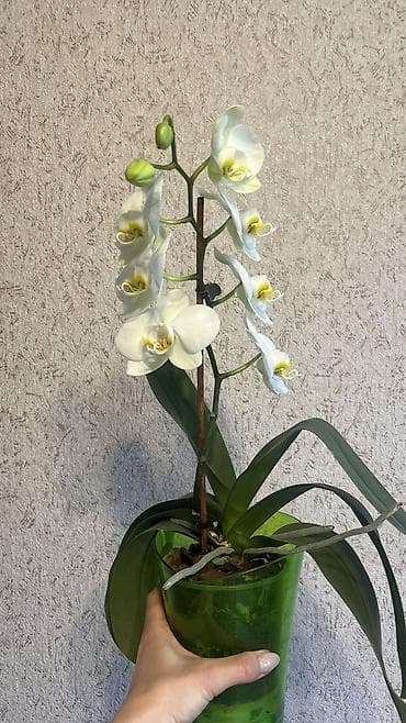 Лимоны: 1 орхидея живая цветущая с двумя цветоносами 1500 сом 2Орхидея живая — 1