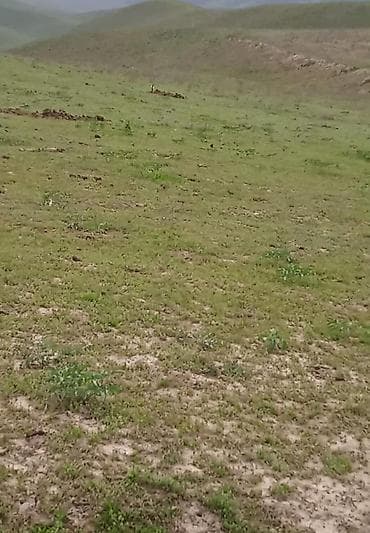 воост: 6 соток, Для сельского хозяйства — 1