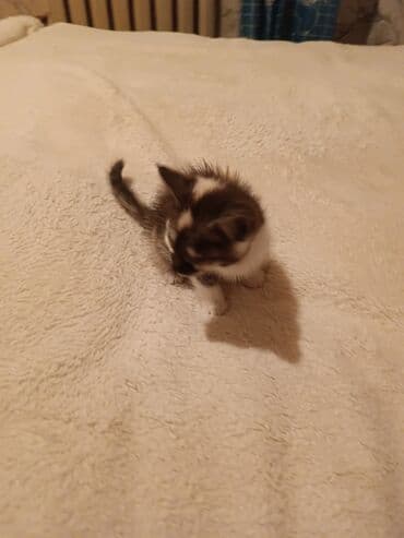 кот на вязку: Кошка даром: Ангорская, 2 месяца, Девочка — 2