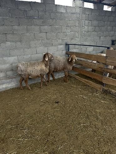 мопс бишкек: Сатам | Ургаачы кой (ургаачы) | Гиссар, Арашан | Көбөйтүү үчүн | Ургаачы — 3