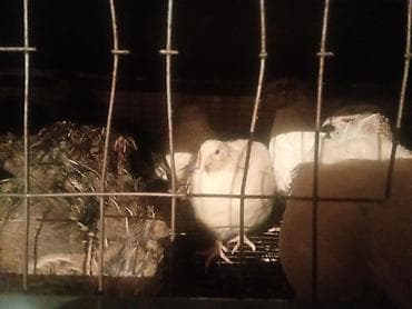 поилки для курей: Перепела (разные окрасы) - Вид: домашние перепела, мясо-яичное — 5