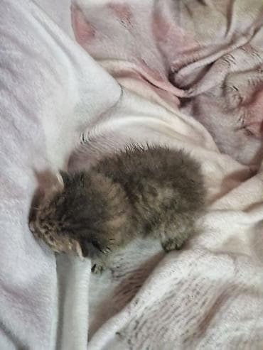 Срочно, отзовитесь кто сможет дать дом этому малышу, дети нашли — 4