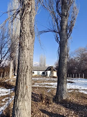 тополь продаю: Тополя пирамидальные (Populus, стройная колонновидная форма) для — 2