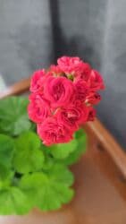 семена помидоры: 1) Перчик карликовый жгучий многолетний съедобный - 400с 2) Герань — 4